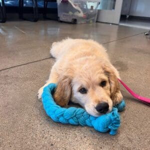 Tug Time Fleece Dog Toy