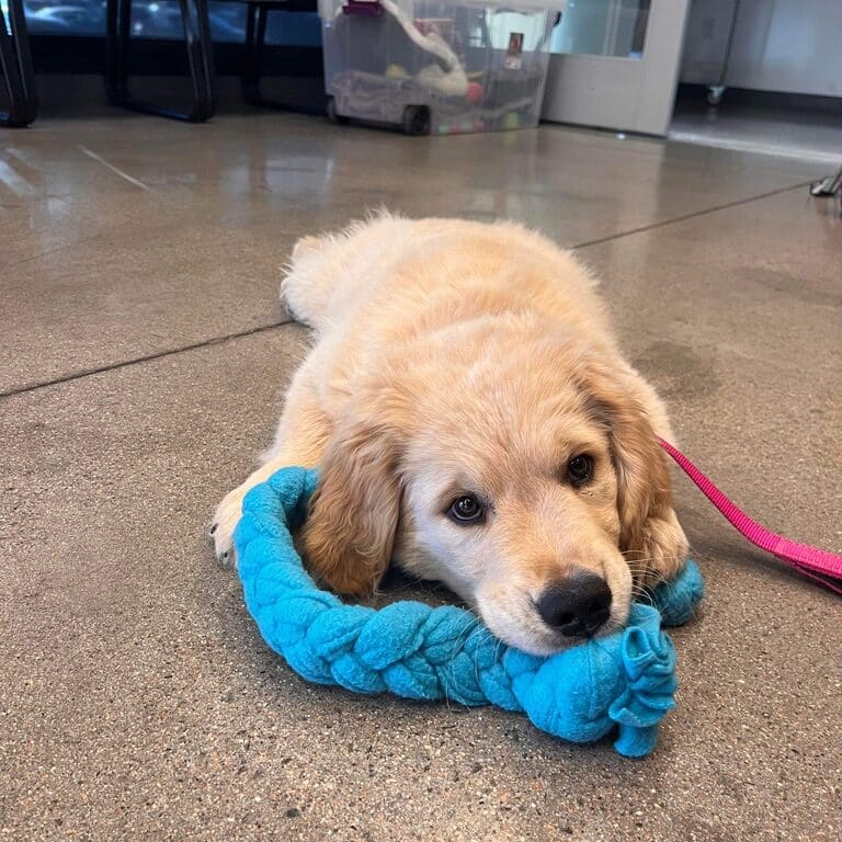 Tug Time Rope Dog Toy Resting Joy